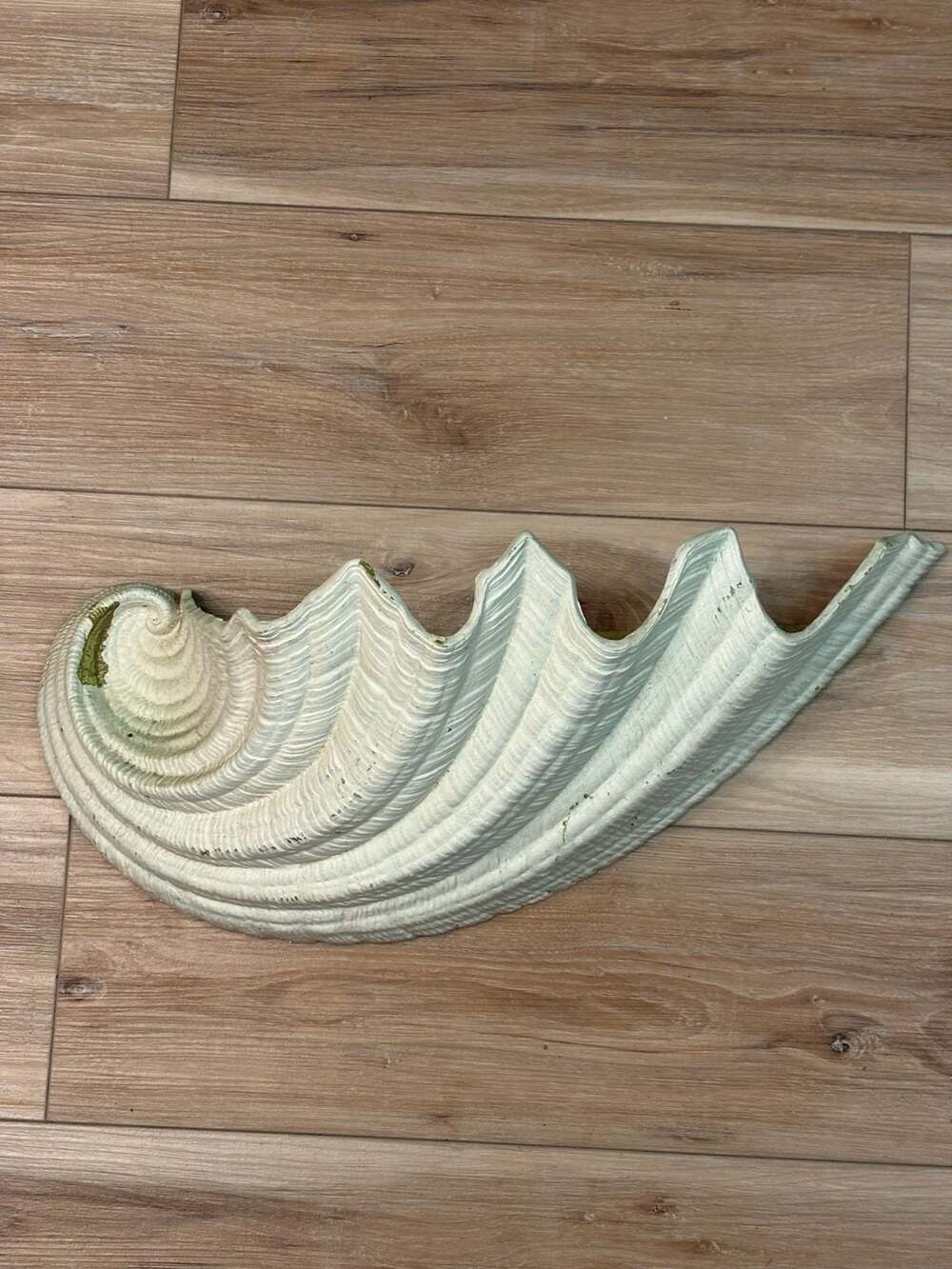 Stunning Vintage Coastal Clam Shell Wall Pocket Planter Sculpture